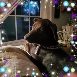 Meet your Posher, Dorothy